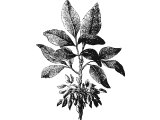 Pistachio nut (Pistachia vera), common in Palestine (Gen.43.11)